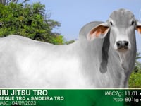 Lote 14