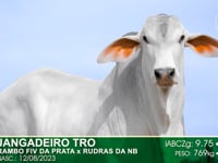 Lote 15