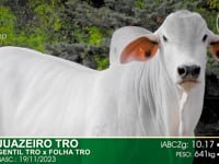 Lote 16