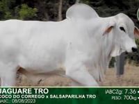Lote 17