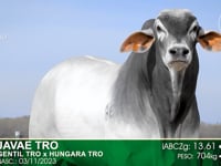 Lote 18