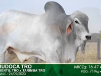 Lote 19