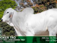Lote 20