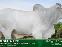 Lote 21