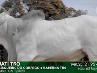 Lote 22