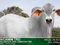 Lote 23