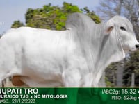 Lote 24