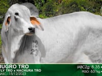 Lote 25