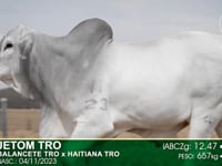 Lote 26