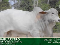 Lote 27