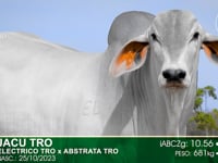 Lote 28