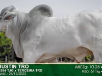 Lote 29