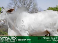 Lote 30