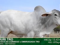 Lote 31