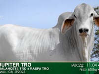 Lote 32