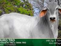 Lote 33