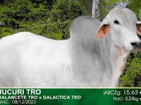 Lote 34