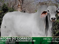 Lote 35