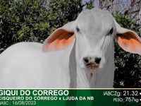 Lote 36
