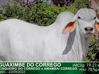 Lote 37