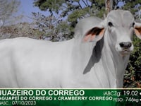 Lote 38