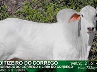Lote 39