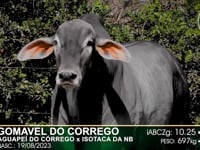 Lote 41