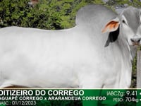 Lote 42