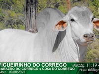 Lote 43