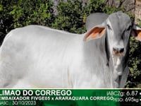 Lote 44
