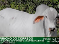 Lote 45