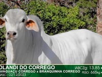 Lote 46
