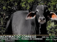 Lote 47