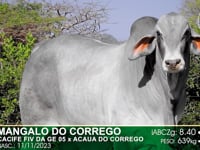 Lote 49