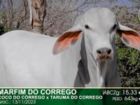 Lote 50