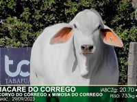 Lote 53