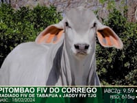Lote 54