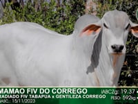 Lote 55