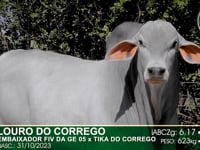 Lote 56