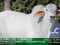 Lote 57