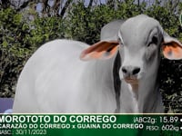 Lote 59