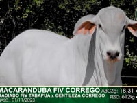 Lote 60