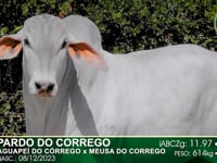 Lote 61