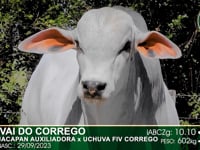 Lote 62