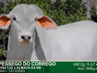 Lote 63