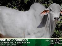 Lote 64