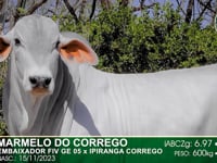 Lote 65