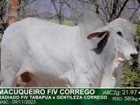 Lote 66