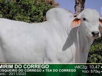 Lote 67