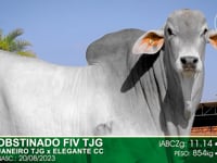 Lote 68